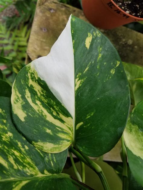 This Golden Pothos has some beautiful white variegation : r/houseplants