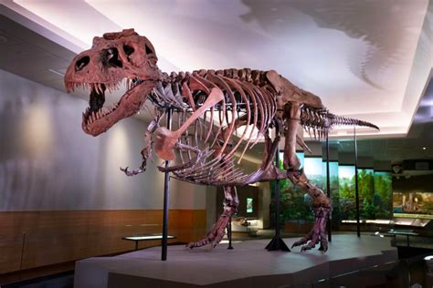 SUE the T. Rex Is Back on Display at the Field Museum