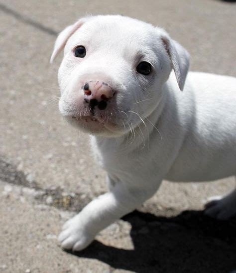 Cute Pitbull Dalmatian mix puppy | Hey I earned it | Pinterest ...