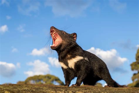 Tasmanian devils reintroduced into Australia's mainland for 1st time in ...