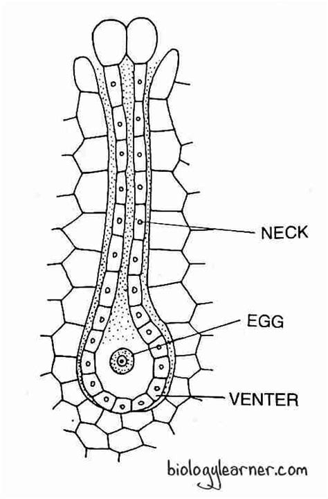 Riccia: Distribution, Structure, Reproduction