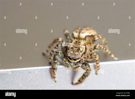 a little jumping spider with green eyes is climbing around on a laptop ...