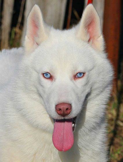 Husky Eye Color: The Complete Guide