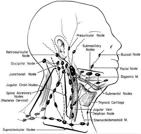 Pictures Of Anterior Cervical Lymph Nodes