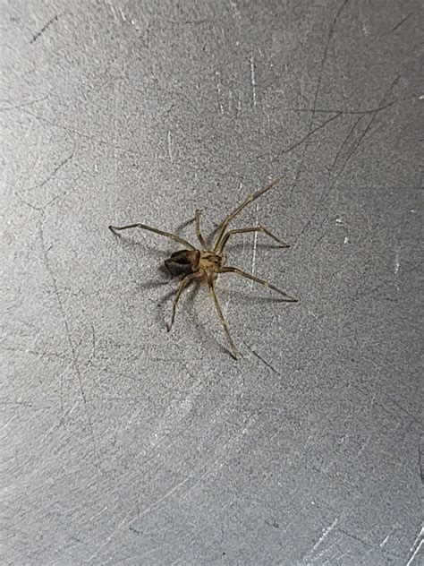 Baby Brown Recluse?? Nashville : r/spiders