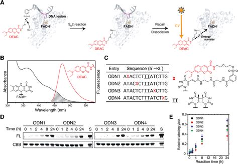 Labeling of DNA photolyase with 7-diethylaminocoumarin (DEAC). (A)... | Download Scientific Diagram