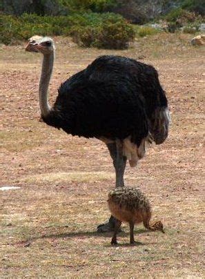 The Ostrich – The World’s Biggest Bird! « Big Animals | Ostriches, Big ...