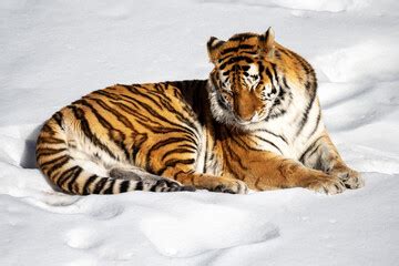 10+ Free Tiger Sleeping Pictures - Pikwizard