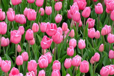 Pink tulips the garden stock photo. Image of romance - 70641746