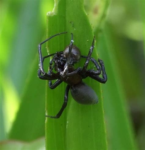 Diving Bell Spider l Odd Arachnid - Our Breathing Planet