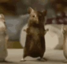 Rat GIF - Rat - Discover & Share GIFs