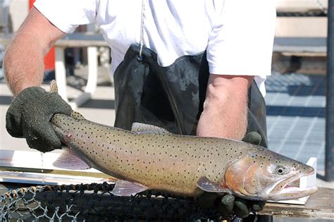 Lahontan cutthroat trout - Truckee River Guide