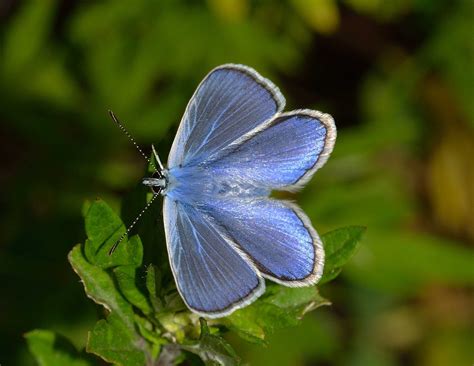 Free photo: Butterflies, Polyommatus, Icarus - Free Image on Pixabay - 562173