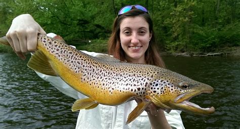 WHY STOCKING WILD TROUT STRAINS ARE SO IMPORTANT FOR TROPHY BROWN TROUT FISHERIES ESTABLISHMENT ...