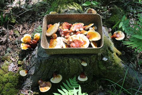 Foraging Reishi Mushrooms