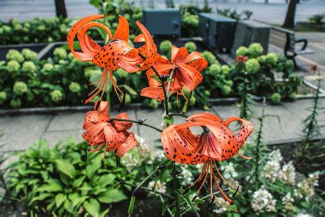 Tiger Lily: Plant Care & Growing Guide