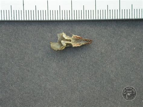 Common Shrew Skull Bottom - The Barn Owl Trust