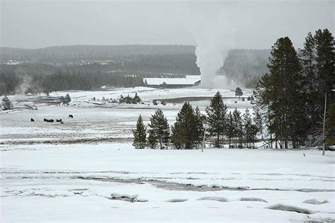 Winter Lamar Valley Wildlife Tour - Yellowstone Tours