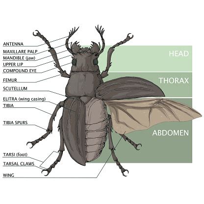 The Structure Of The Beetle Vector Diagram Stock Illustration - Download Image Now - iStock