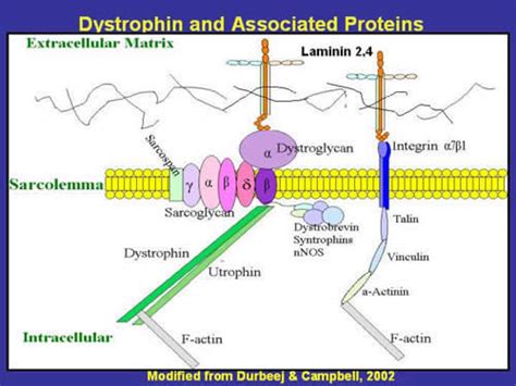 Figure 1. Dystrophin and Associated Proteins