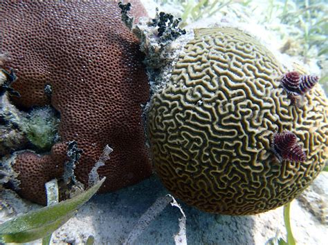 Reef Generation St. Martin - Rethinking Reef Restoration For Slow Growing Corals - CORAL Magazine