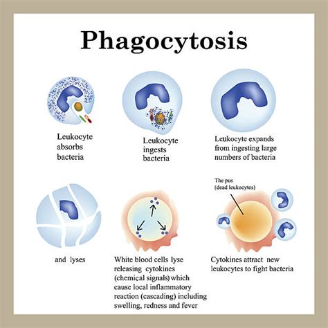 Phagocyte Diagram Labeled