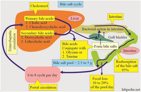 Urine For Bile pigments (Bilirubin, Urobilinogen, and Bile Salts) - Labpedia.net