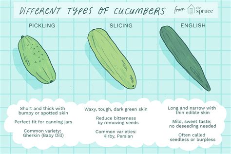 Pickling Cucumber – Scarlett Gardens