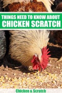 Chicken Scratch: Things You Need to Know before Feeding