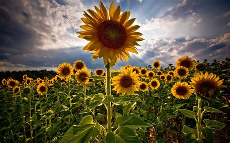 Sunflower Backgrounds - Wallpaper Cave