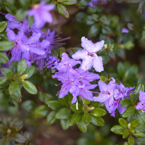 Rhododendron 'Impeditum' Evergreen Hardy Compact Garden Shrub Plant | 9cm Pot | eBay