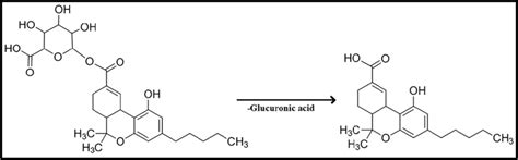 THC-COOH glucuronide conversion reaction to THC-COOH. | Download ...