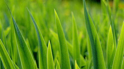 grass close up-Plant macro photography wallpaper-1920x1080 Download | 10wallpaper.com