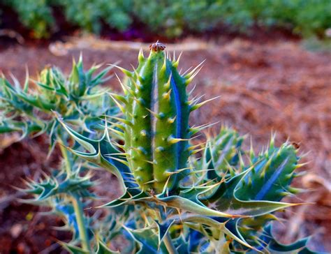 Argemone mexicana (Mexican Pricklepoppy, Mexican Prickly Poppy, Mexican ...