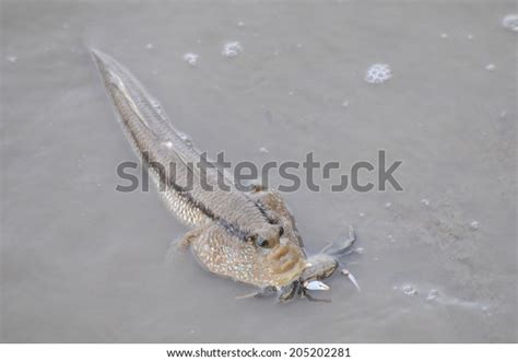 Mudskipper Eat Crab Stock Photo 205202281 | Shutterstock