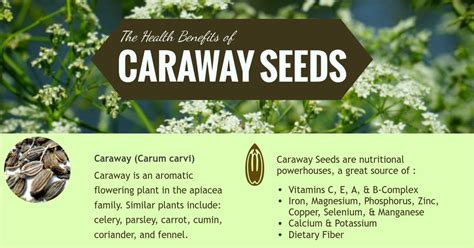 Caraway Seeds: Health Benefits and Remedies - Healthy Hildegard