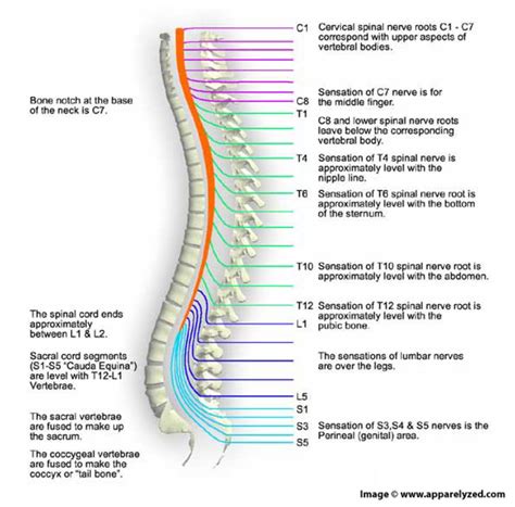 All About The Spinal Cord and Its Importance | HubPages