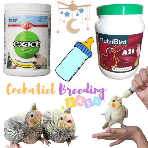 Breeding Cockatiel - How to mate your cockatiels Parrot