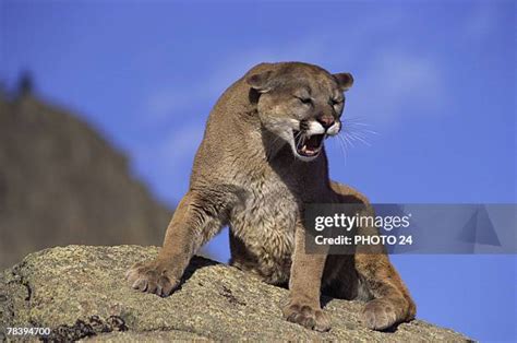 Desert Mountain Lion Photos and Premium High Res Pictures - Getty Images