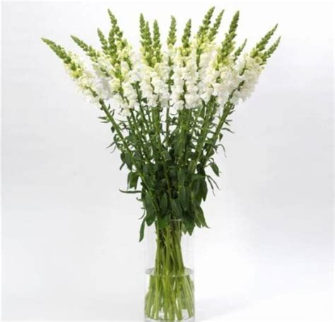 Snapdragon Cut Flower White (Potomac) - Urban Gardens