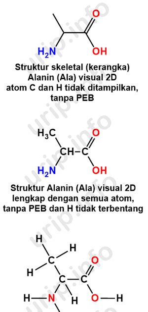 Memahami Struktur Alanin - Urip dot Info