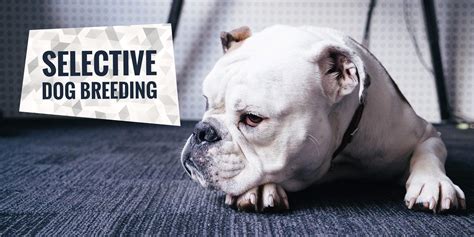 Selective Breeding In Dogs — Pros, Cons and Full Definition