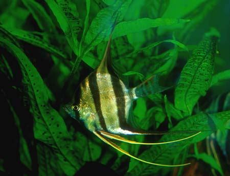 Pterophyllum altum (Altum Angel) — Seriously Fish