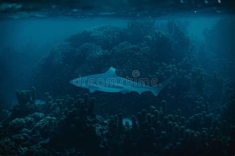 Closeup Shot of a Bull Shark Species of Requiem Shark Swimming Under the Water Stock Photo ...