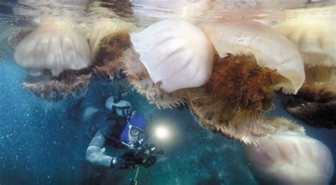 Jellyfish Bloom in Marine Ecologies As Ocean Health Declines