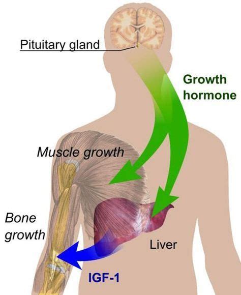 How to Increase Growth Hormone for Women | Photos free, Free stock