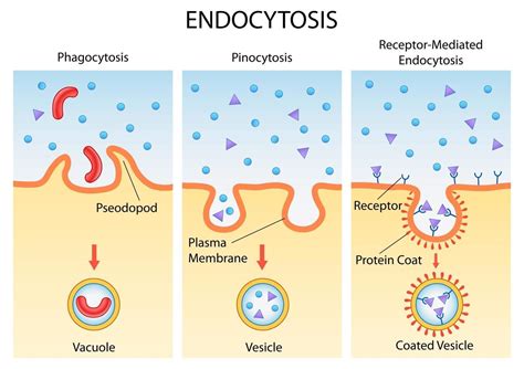 Endocytosis Types Clip Art At Vector Clip Art Online | Images and Photos finder