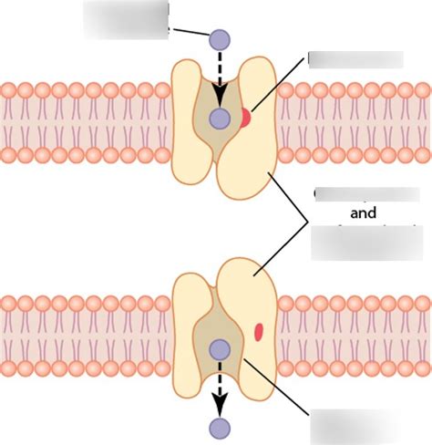 Facilitated Diffusion Diagram | Quizlet