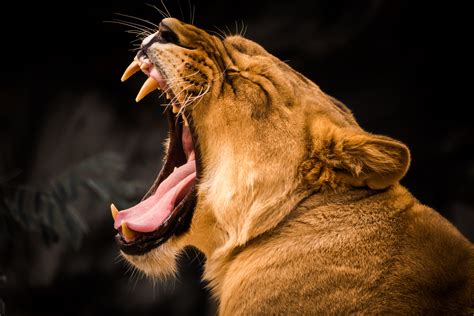 Hd Wallpaper Ultra Hd Lion Roar / Roaring Lion 5K Wallpapers | HD Wallpapers | ID #20898 ...