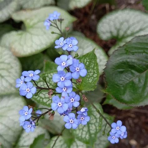 31 Best Baby Blue Flowers | Small Blue Flowers